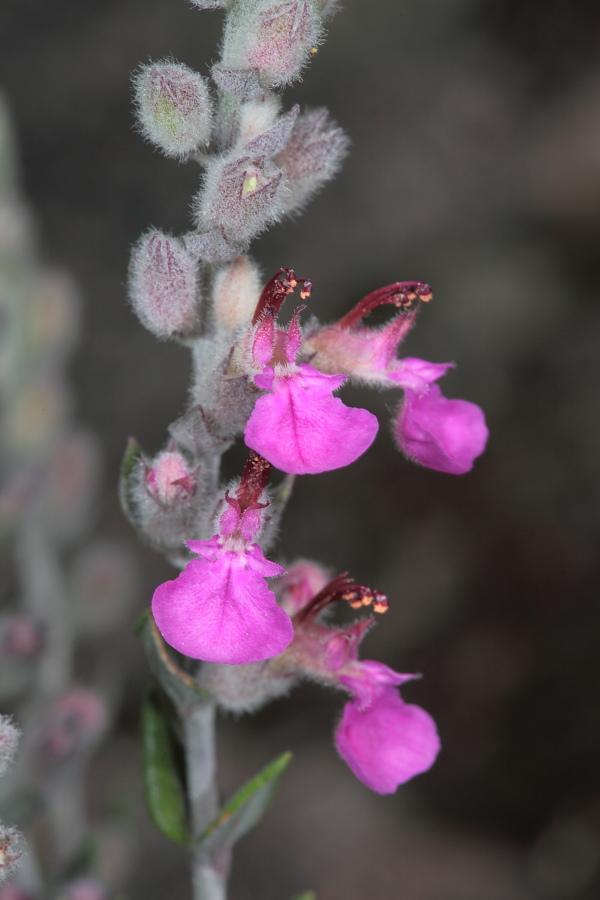 Teucrium marum / Camedrio maro